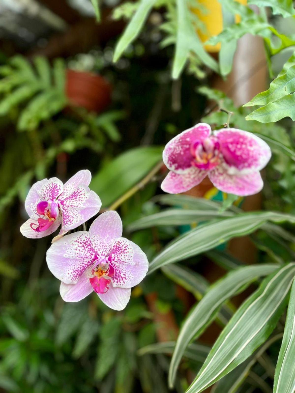 Recanto Toca Das Plantas De Ilhabela I 외부 사진