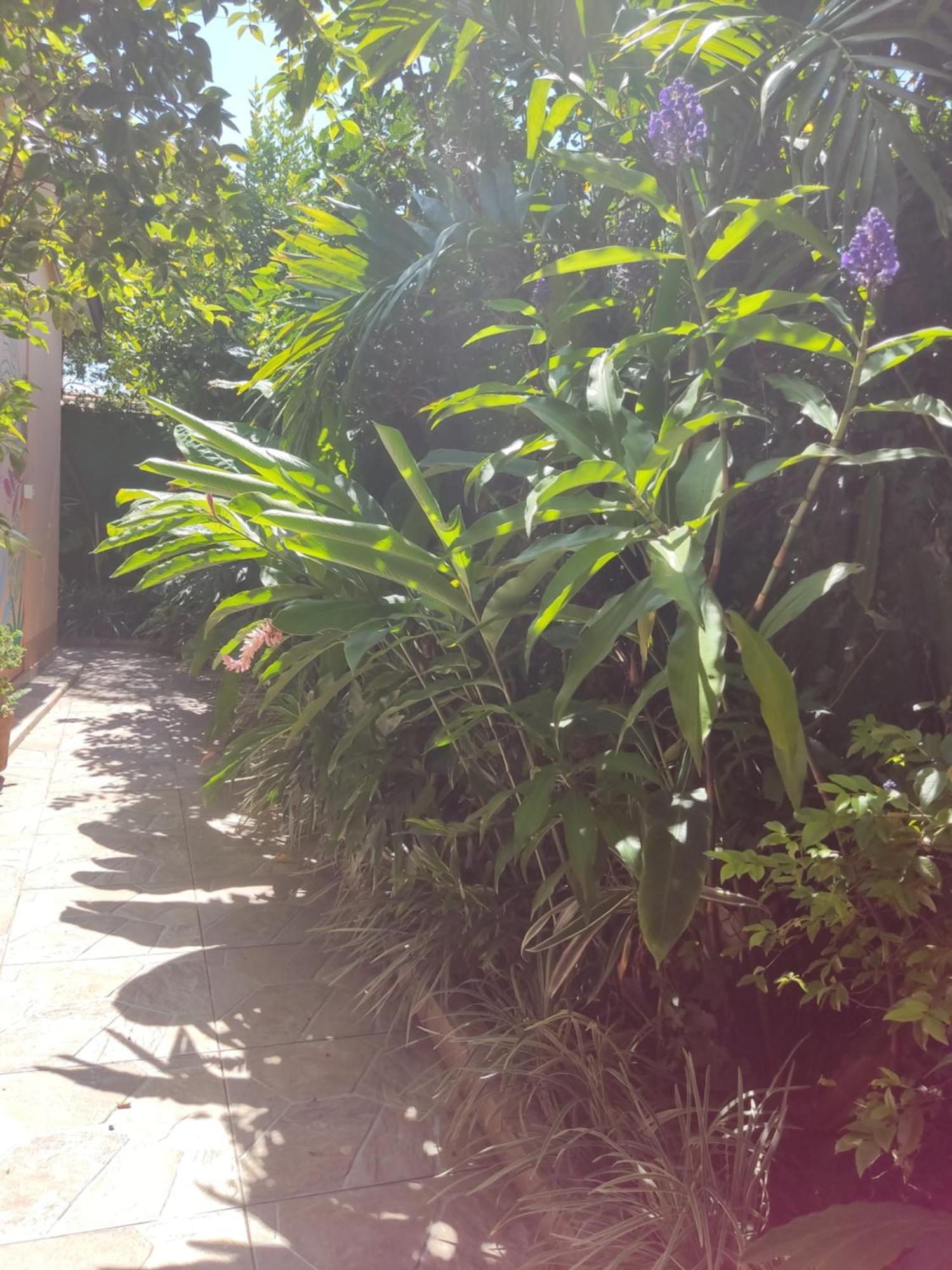 Recanto Toca Das Plantas De Ilhabela I 객실 사진