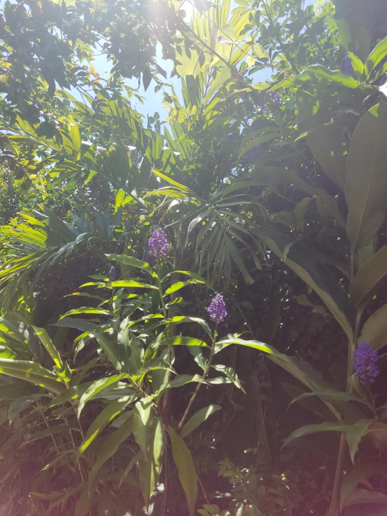 Recanto Toca Das Plantas De Ilhabela I 객실 사진