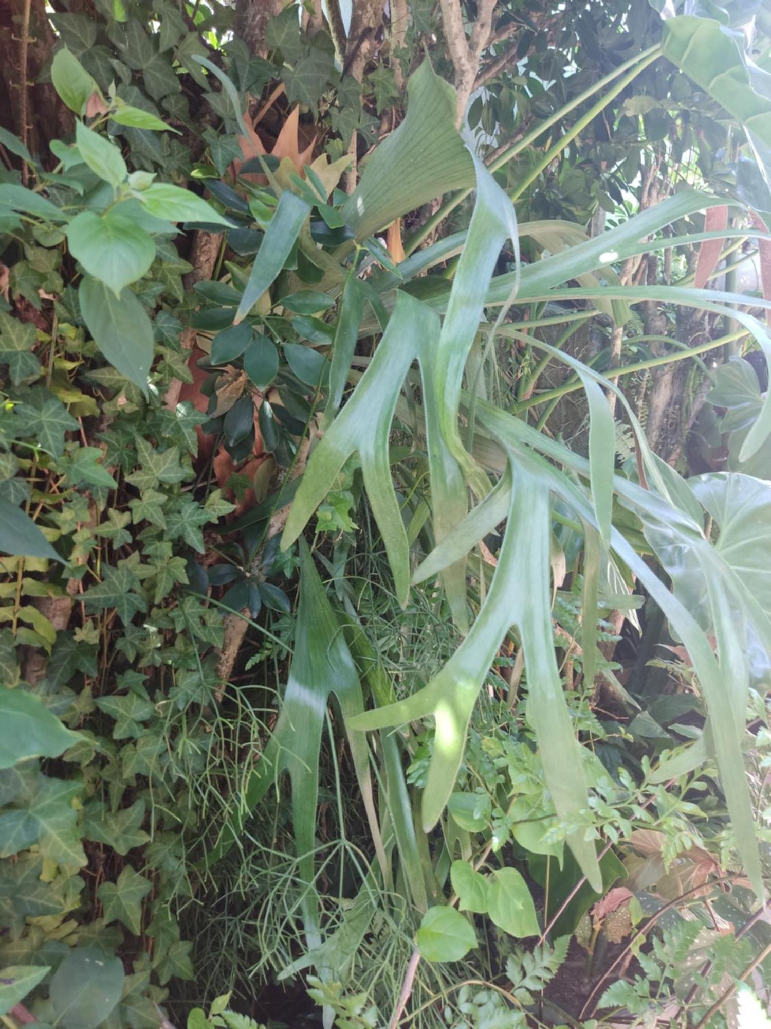 Recanto Toca Das Plantas De Ilhabela I 객실 사진